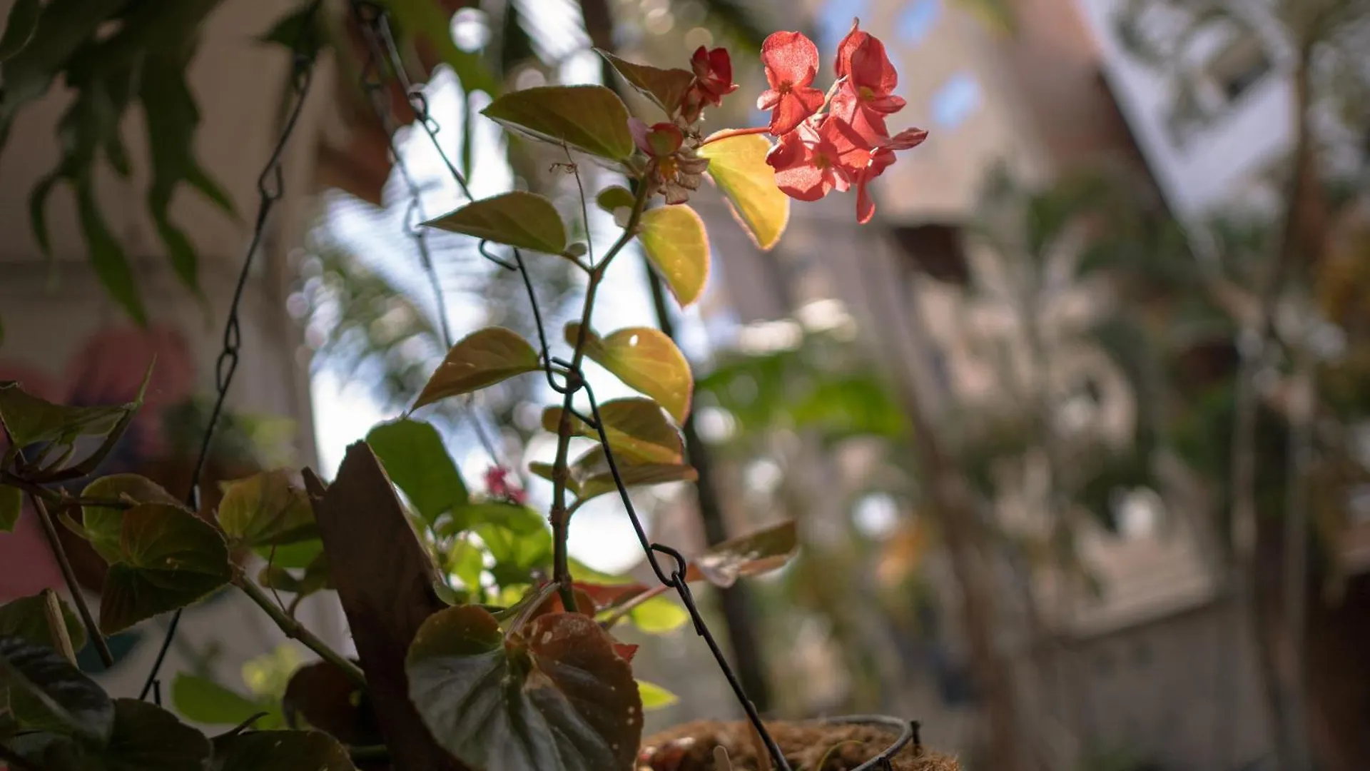 Guest house Laureles Garden Hostel Medellin Colombia